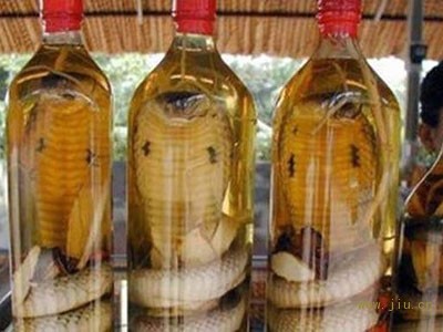 为什么用毒蛇泡酒酒却没有毒