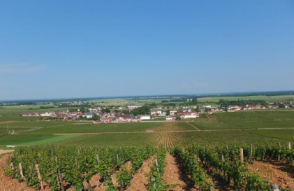 图片来源：Domaine de La Romanee-Conti